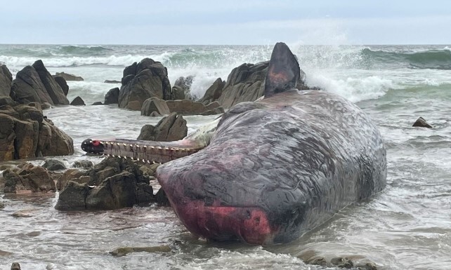 21일(현지시간) 호주 태즈메이니아의 한 해변에서 좌초된 채 발견된 거두고래. 태즈메이니아=AFP뉴스1
