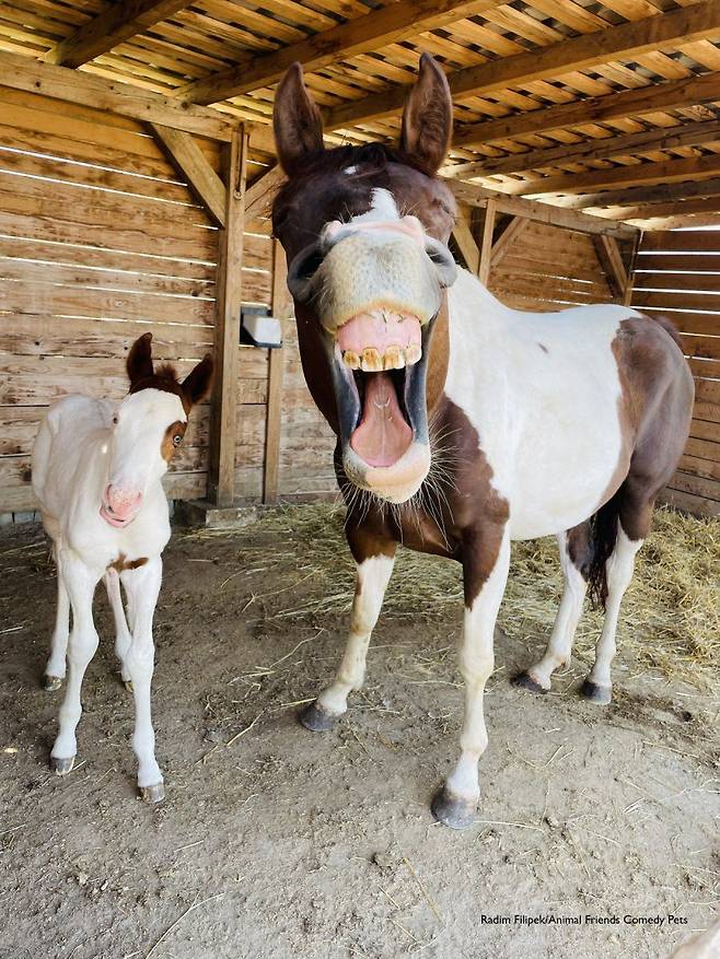 2022 웃긴 반려동물 사진전 말 부문상, Radim Filipek  '행복한 말들(Happy horses)’ /Comedy Pet Photo Awards
