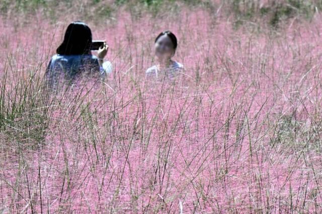 21일 서울 송파구 올림픽공원의 핑크뮬리가 분홍색으로 물들면서 많은 사람이 찾고 있다. 하지만 핑크뮬리가 '생태계 위해성 2급' 식물임을 명심하고 꽃밭 안으로 들어가 사진 촬영을 하거나 손을 만지는 행위를 자제해야 한다. 왕태석 선임기자