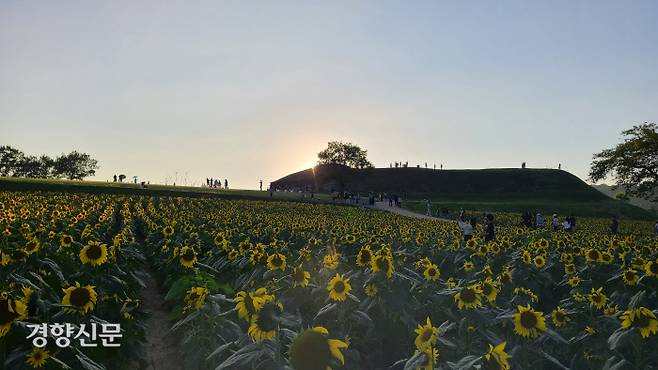 6만송이 해바라기를 심어놓고 ‘통일바라기’ 축제를 벌이고 있는 경기 연천 장남 호로고루. 호로고루는 5~6세기 고구려군의 최전방 사령부로 추정된다.