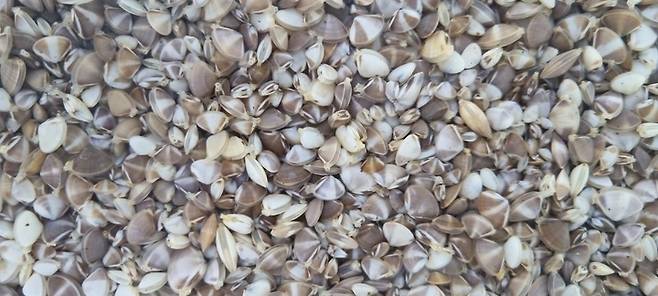 [안동=뉴시스] 개량조개 치패. (사진=경북도 제공) 2022.09.26 *재판매 및 DB 금지