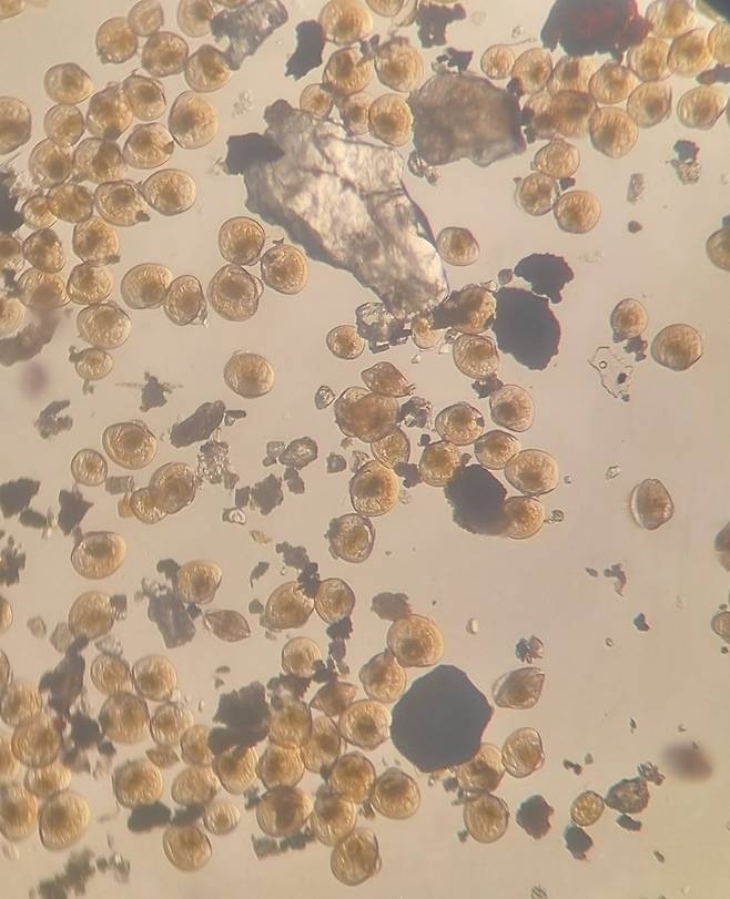 [안동=뉴시스] 개량조개 유생. (사진=경북도 제공) 2022.09.26 *재판매 및 DB 금지