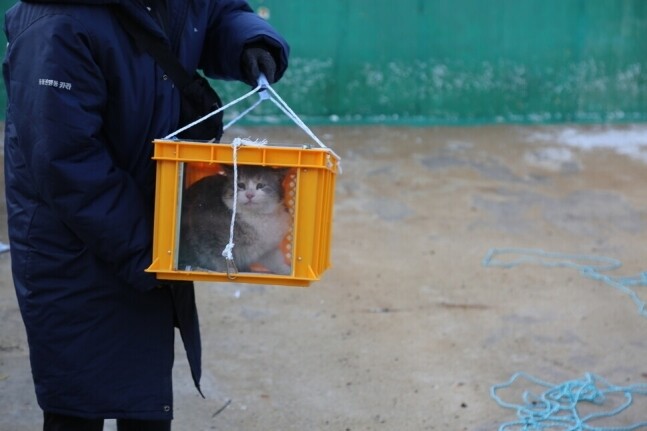지난 3월21일 경북 포항시 폐양어장에서 구조되고 있는 고양이. 카라 제공