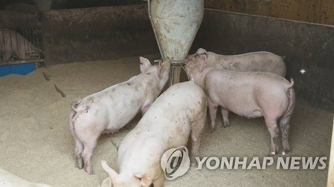 돼지농가 [연합뉴스TV 제공]