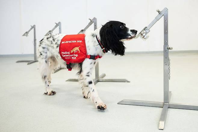 영국의 의료 탐지견이 코로나 감염자의 땀냄새를 가려내는 훈련을 받고 있다. 최근 개가 후각으로 코로나 감염자를 90% 이상 정확도로 탐지할 수 있다는 연구결과가 잇따라 나왔다./영국 의료 탐지견 재단