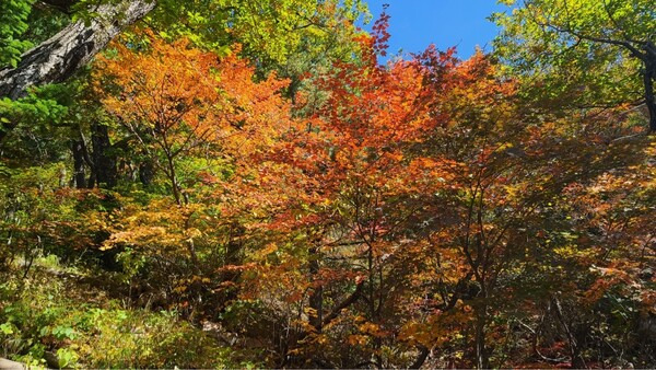 강원 설악산 중청대피소 인근에 단풍이 든 모습. 기상청 제공