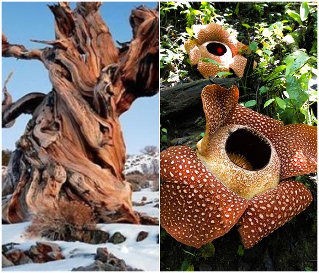 장수 식물인 브리슬콘소나무. 보호를 위해 실제 므두셀라의 모습은 공개되지 않았다(왼쪽). 세계에서 가장 큰 꽃을 피우는 자이언트 라플레시아. 위키미디어 출판사 제공