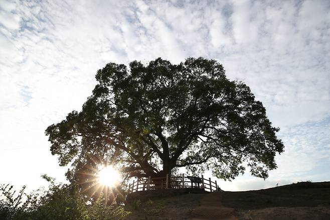 [서울=뉴시스] 창원 북부리 팽나무 전경 (사진=문화재청 제공) 2022.09.29. photo@newsis.com *재판매 및 DB 금지