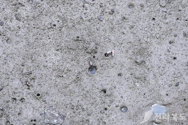 갯벌. 전북도 제공