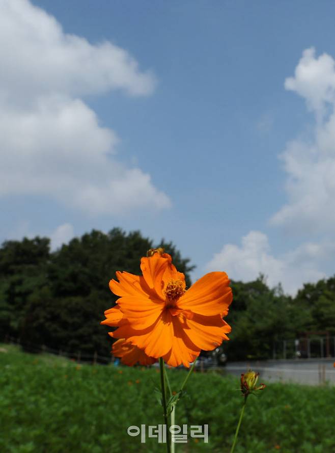 [이데일리 방인권 기자] 본격적인 가을로 접어든다는 절기 처서(處暑)를 이틀 앞둔 9월 21일 서울 송파구 올림픽공원에 노란 황화코스모스가 피어 있다.