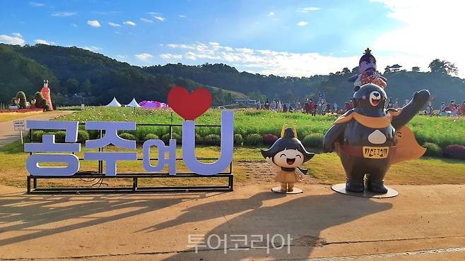 코스모스 활짝 피어난 공주군 금강신관공원