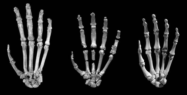 왼쪽부터 침팬지, 아르디, 인간의 손뼈. 아르디는 길고 구부러진 손가락을 지녀 나무타기에 적합했다. 손바닥은 침팬지보다 짧고 엄지는 침팬지보다 상대적으로 길지만 인간보다는 짧다. 손목은 유연하다. 김영사 제공