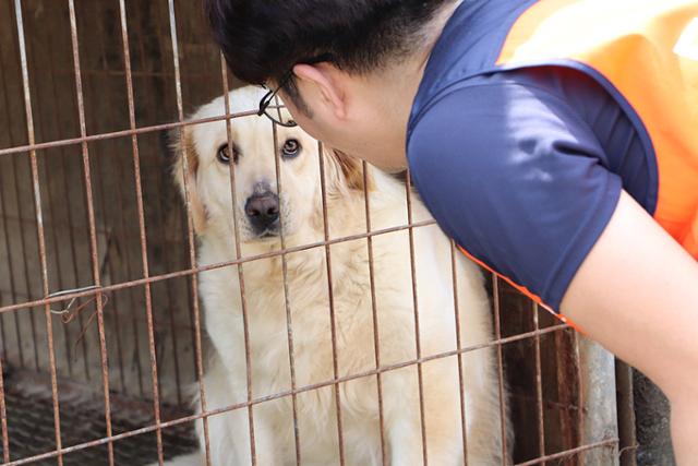 경기 고양시의 한 불법 번식장에서 구조 당시 뜬장 속의 개가 활동가를 쳐다보고 있다. 동물자유연대 제공