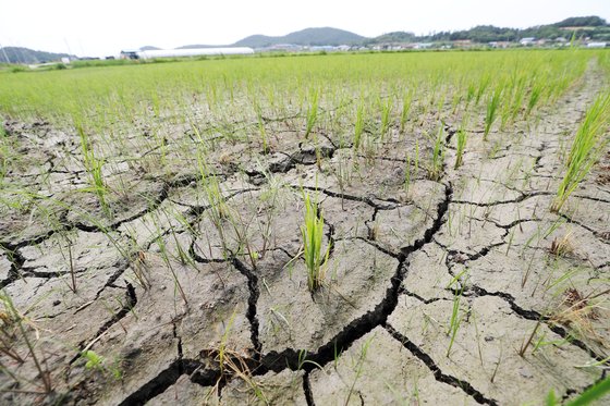지난 7월 전남 신안군 압해읍 한 농경지가 가뭄으로 갈라져 있다. 연합뉴스,