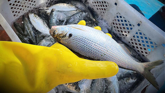 A fisherman holds jeoneo caught in Mangdeokpo-gu, Gwangyang in South Jeolla on Sept. 22. [JOONGANG ILBO]