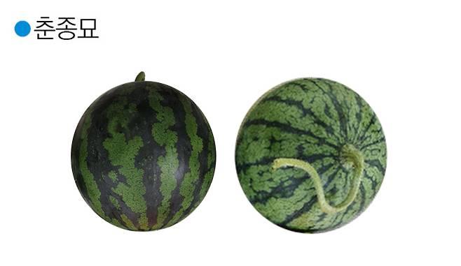 다조아꿀 / 나이스샷.