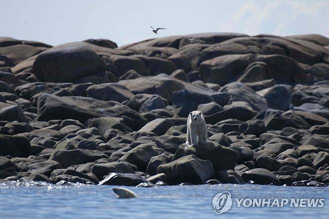 캐나다 북흑해 지역의 북극곰 [AFP 연합뉴스 자료사진. 재판매 및 DB 금지]