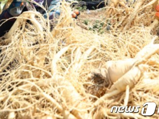 재배한 인삼 뿌리.(내용과 관련 없음)/ news1