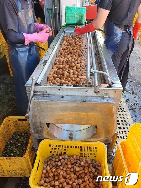 충북  영동지역 농가로부터 수매한 호두 겉껍질을 벗겨내는 세척 작업이 한창이다. (독자 제공)