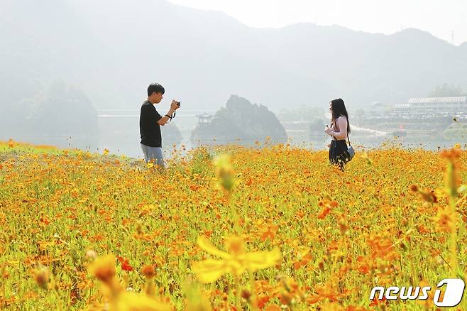단양 도담마을에 만개한 코스모스 꽃밭에서 도담상봉을 배경으로 관광객이 사진을 찍고 있다.