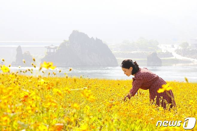 단양 도담마을에 만개한 코스모스 꽃밭