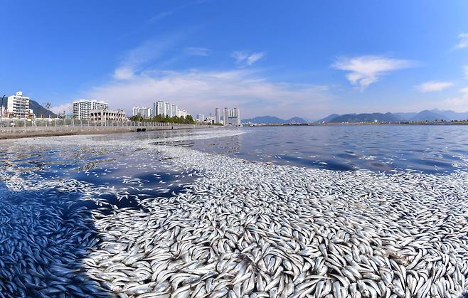 2일 경남 창원시 마산합포구 해양신도시 인근 바닷가에 떼죽음 당한 물고기들이 물위에 가득 떠 있다. (경남도민일보 제공)/뉴스1