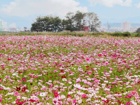 보령 웅천천에 가을꽃 분홍빛 코스모스가 활짝 펴 관광객들의 눈길을 사로잡고 있다. 사진=보령시 제공