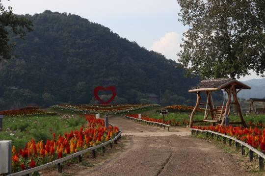 부여 백마강 코스모스 단지 전경 사진=부여군 제공