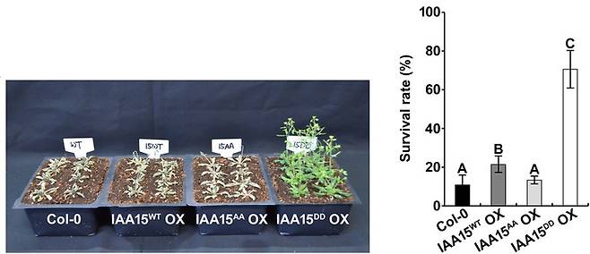 [진주=뉴시스] IAA15 인산화모방 돌연변이 과발현 식물체의 가뭄 내성 증가. *재판매 및 DB 금지