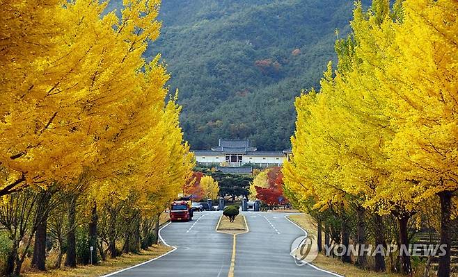 경주 통일전 앞 은행나무길 [연합뉴스 자료 사진]