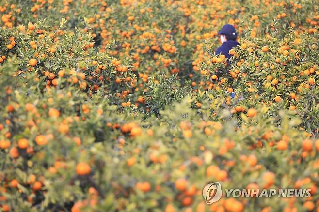 제주 감귤 [연합뉴스 자료 사진]