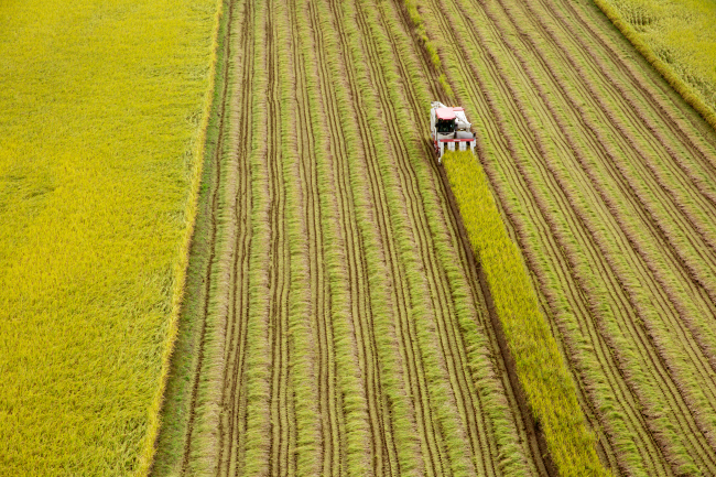 과잉 생산된 쌀의 정부 매입을 의무화하는 ‘양곡관리법 개정안’이 정기국회 논란의 중심으로 떠오른 가운데 한 들녘에서 가을걷이가 한창이다. 게티이미지뱅크