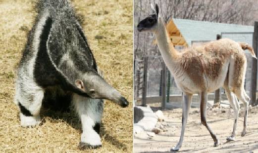 서울대공원이 우결핵 양성 판정을 받았다는 이유로 안락사 시킨 큰개미핥기(왼쪽)와 과나코. 큰개미핥기와 과나코 모두 멸종위기 2급으로 지정된 동물이다. 서울대공원 홈페이지 캡처