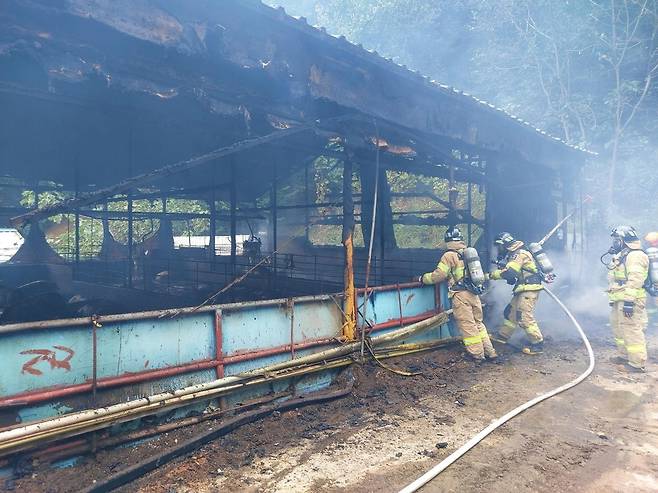 진천 돼지농장서 불…400마리 폐사 [진천소방서 제공]