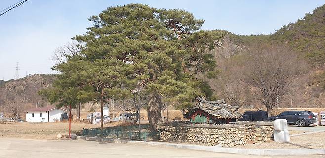 천연기념물인 '울진 행곡리 처진소나무' (문화재청 제공)