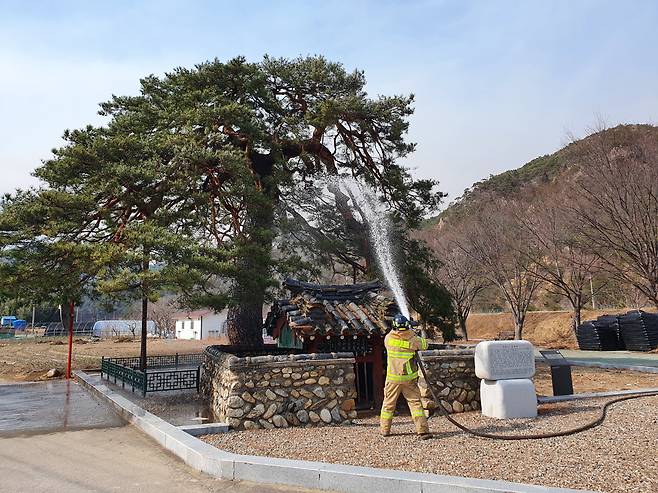 울진 행곡리 처진소나무 전경. 문화재청 제공