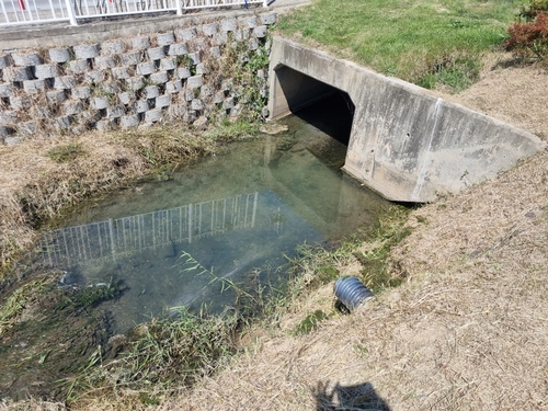 물고기 떼죽음 사고 발생한 광주 황룡강 장록습지 내 배수관로 주변 [광주 광산구 제공. 재판매 및 DB 금지]