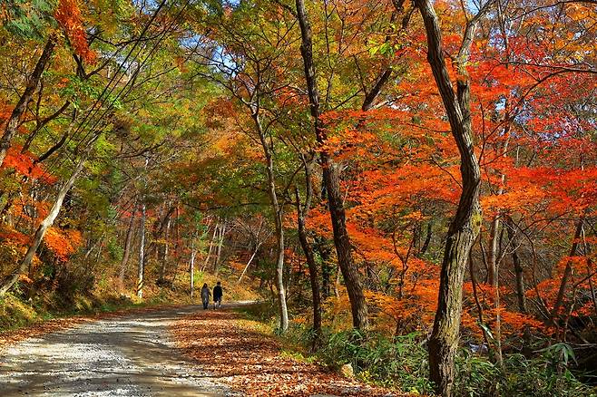 곡성군, 가을여행 [곡성군 제공. 재판매 및 DB 금지]