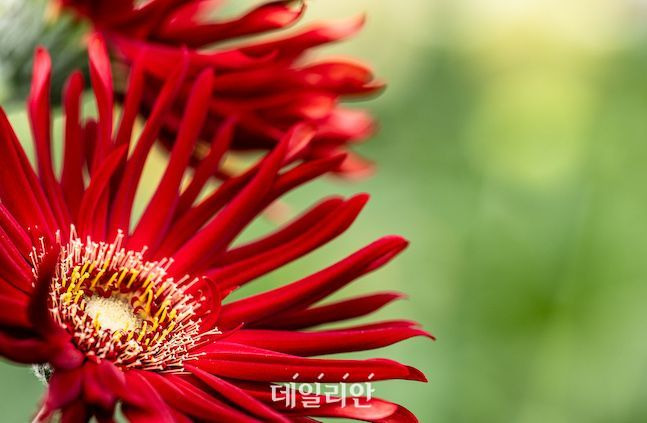 꽃잎이 파스타면과 비슷해 붙여진 파스타 거베라. ⓒ배군득 기자