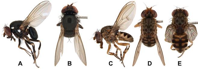 눈초파리 모습(A-B 흰점박이초파리, C-E 얼룩무늬눈초파리). 국립수목원 제공