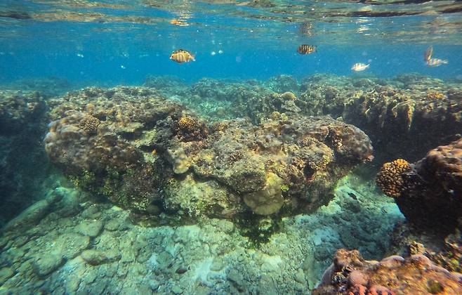 건비치 바닷속의 산호들 사이로 열대어들이 헤엄치고 있다. [사진/진성철 기자]