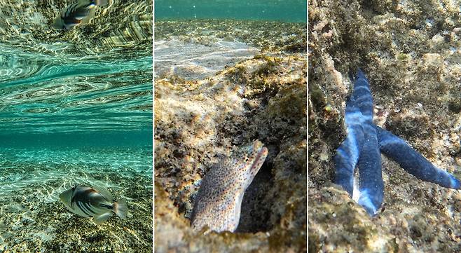 건비치 바다에서 만난 트리거피쉬(왼쪽부터), 점박이곰치, 파랑바다 불가사리 [사진/진성철 기자]
