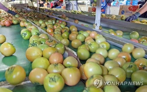 춘천 토마토 출하 [연합뉴스 자료사진]