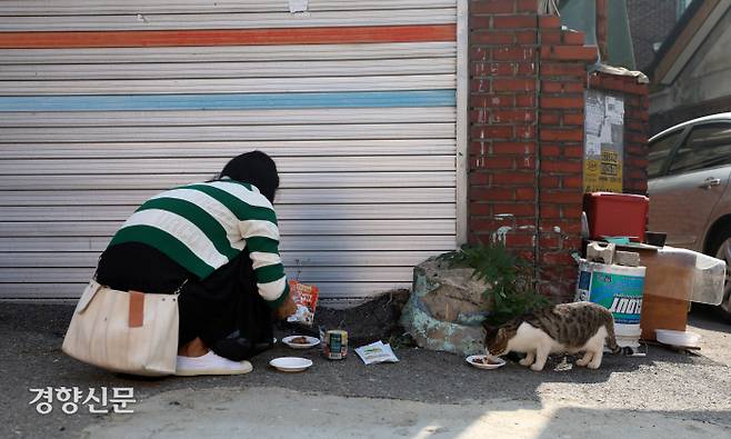 오지영 대표가 경기 광명시 재개발 지역에 서식하는 길고양이들에게 먹이를 주고 있다.