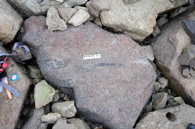 코리아케라톱스 화성엔시스 발견당시 사진 [사진 제공 = 문화재청]