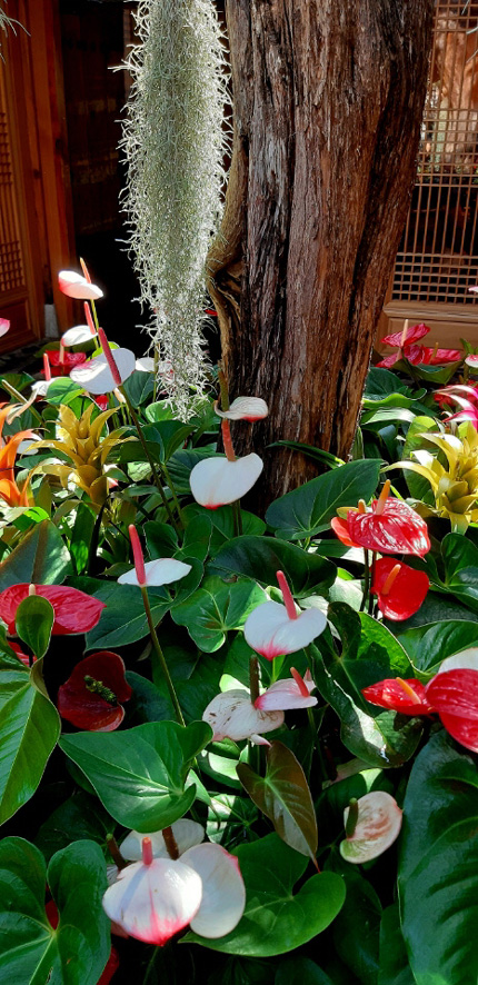 꽃카페 안시리움 빨강 하양 : 꽃잎처럼 보이는 붉은색 하얀색 포엽은 불염포라 불린다. 같은 공기정화식물인 수염 틸란드시아가 향나무에 걸려 있었지만 언제부턴가 사라지고 안스리움만 지금도 향나무 곁을 지키는 터줏대감으로 자리잡았다.  2019년 8월11일 촬영