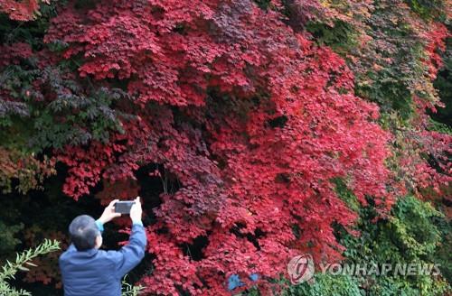 곱게 불든 설악산 단풍 [연합뉴스 자료사진]