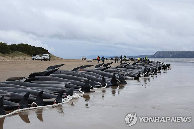 지난 9월 호주 태즈메이니아섬 한 해변에 좌초돼 폐사한 돌고래들
[AFP 연합뉴스 자료사진]