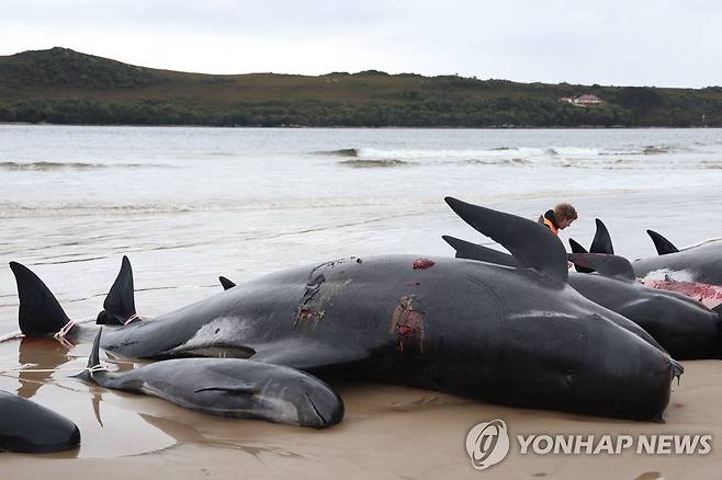 지난 9월 호주 태즈메이니아섬 한 해변에 좌초돼 폐사한 돌고래들
[AFP 연합뉴스 자료사진]