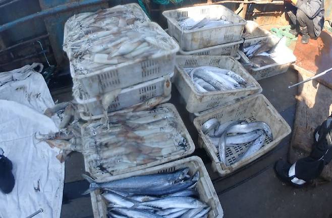 불법 조업한 중국 어선에서 발견된 어획물 [서해5도 특별경비단 제공]